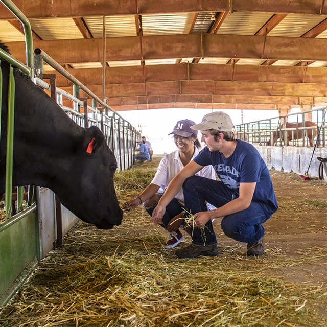 Two Nevada students kneel in a barn as a black cow sticks it's head outside a gate.